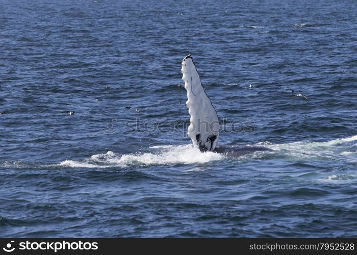 Whale watching experience off the coast of Atlantic.