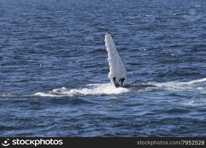 Whale watching experience off the coast of Atlantic.