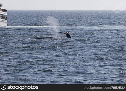 Whale watching experience off the coast of Atlantic.