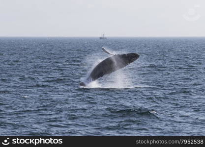 Whale watching experience off the coast of Atlantic.