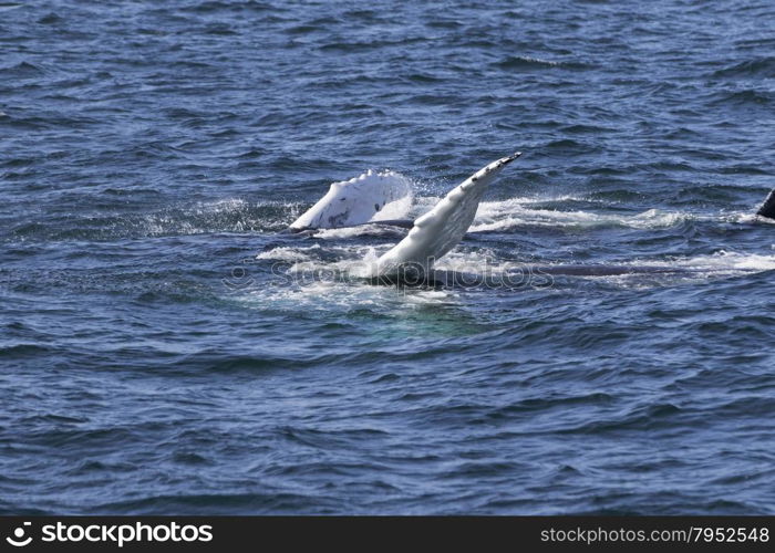 Whale watching experience off the coast of Atlantic.