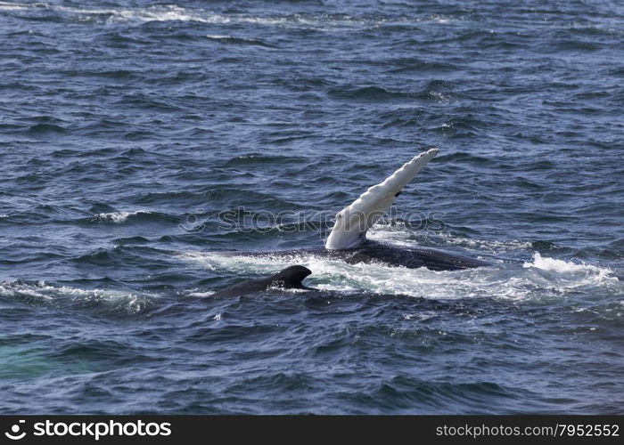 Whale watching experience off the coast of Atlantic.