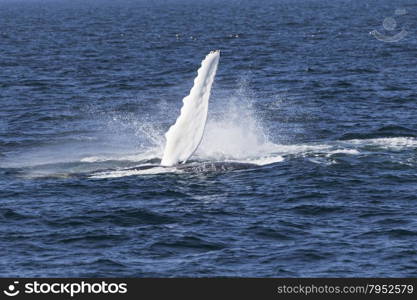 Whale watching experience off the coast of Atlantic.