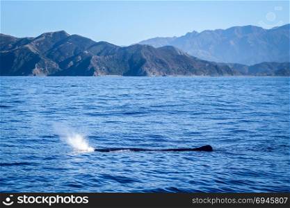 Whale watching in Kaikoura bay, New Zealand. Whale in Kaikoura bay, New Zealand