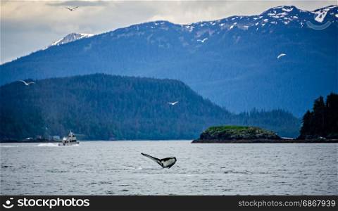 whale watching on favorite channel alaska