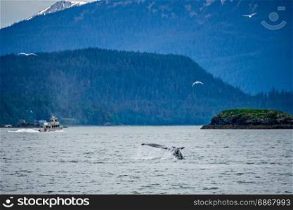 whale watching on favorite channel alaska