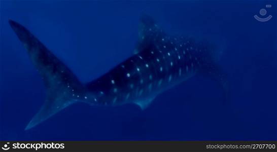 Whaleshark at Donsol, Philippines