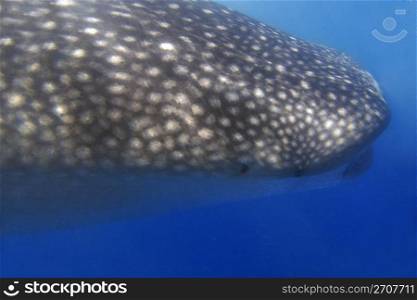 Whaleshark at Donsol, Philippines