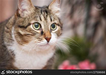 What do you wan from me? Kuzia - senior cat (12 y.o.)