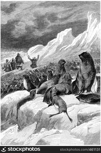 What surprised them, it was the incredible amount of seals, vintage engraved illustration. Jules Verne Cesar Cascabel, 1890.