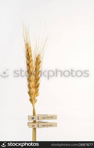 Wheat