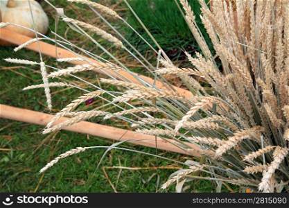 wheat