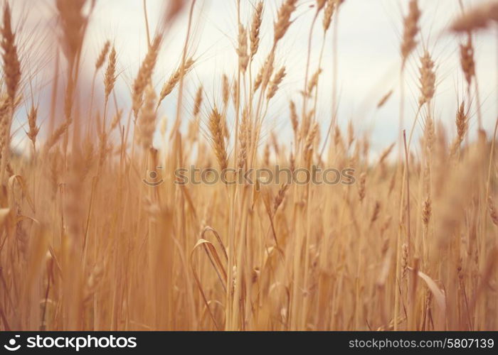 Wheat