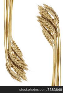 Wheat. A ripe agriculture isolated on a white background