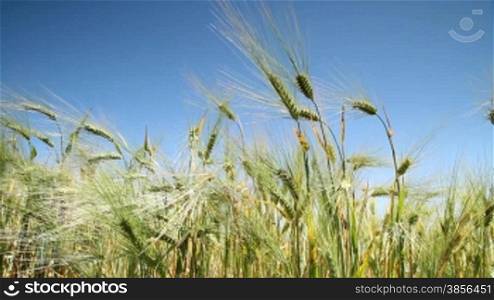 wheat against the blue sky.
