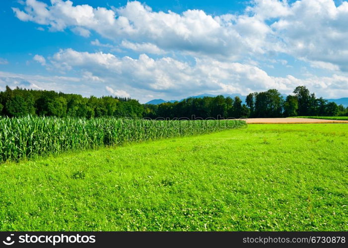 Wheat and Corn Fields in Bavaria, Germany