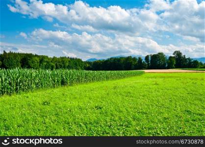 Wheat and Corn Fields in Bavaria, Germany