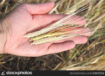 Wheat and hands