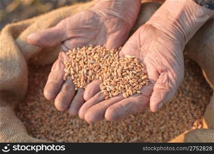Wheat and hands of the old farmer. Harvesting