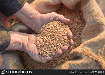 Wheat and hands of the old farmer. Harvesting
