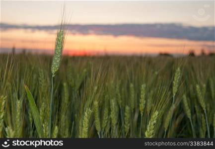 Wheat and sunset. A field of young green wheat in the evening