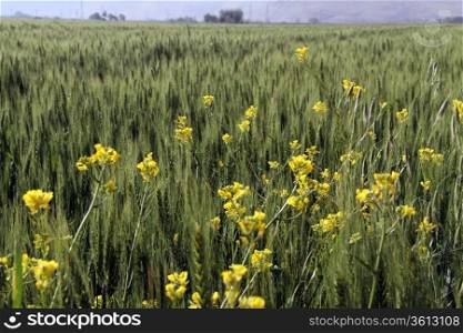 Wheat and yellow flower on the field