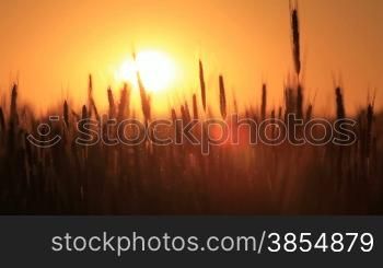 wheat at dawn. HD shot with motorized slider.