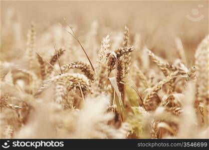 wheat close up on farm field