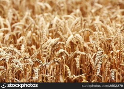 wheat close up on farm field