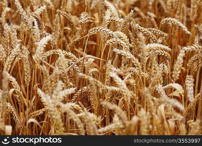 wheat close up on farm field