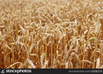 wheat close up on farm field