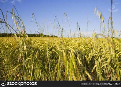 Wheat crop in a field, Loire Valley, France