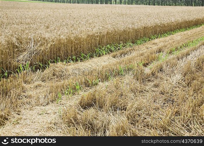 Wheat crop in a field, Zhigou, Shandong Province, China