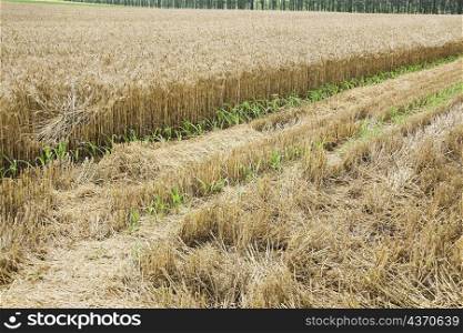 Wheat crop in a field, Zhigou, Shandong Province, China
