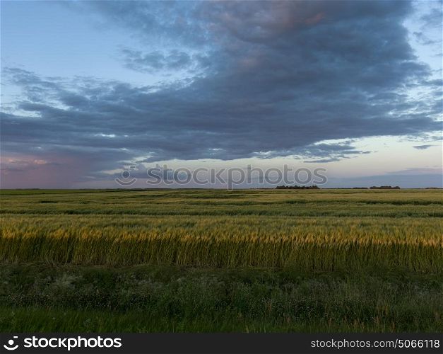 Wheat crop in field, Lorette, Manitoba, Canada