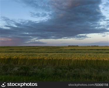 Wheat crop in field, Lorette, Manitoba, Canada