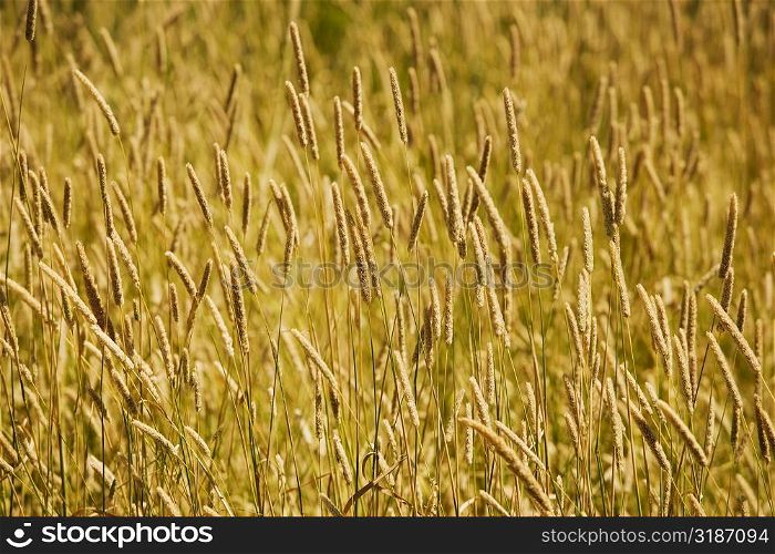 Wheat crops in a field