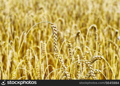 wheat crops plant endless