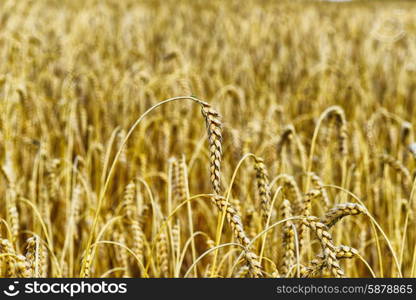 wheat crops plant endless