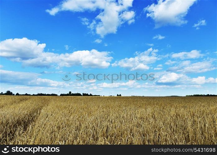 wheat crops plant endless field in summer day
