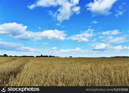 wheat crops plant endless field in summer day