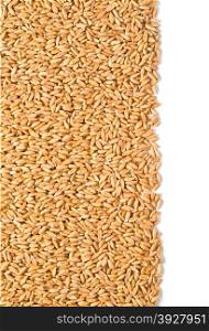 wheat dinkel close-up isolated on white background with clipping path