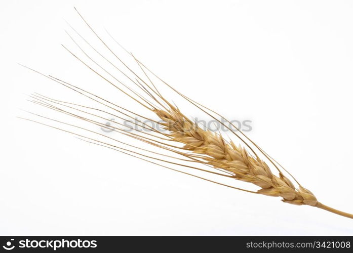 Wheat ear