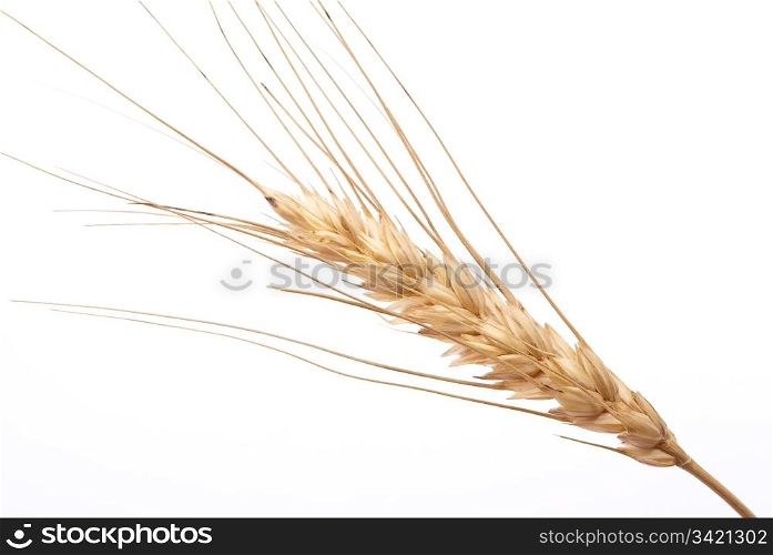 Wheat ear