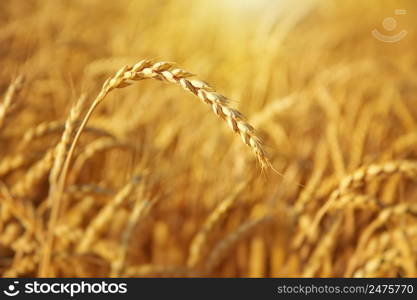 Wheat ear at day. Nature composition.