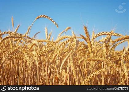 Wheat ear at day. Nature composition.