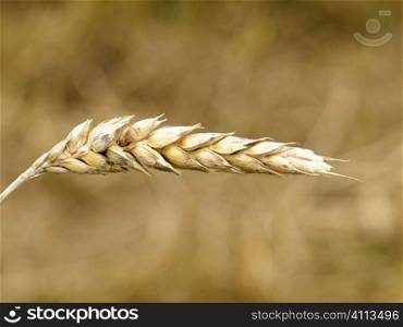 Wheat ear close up
