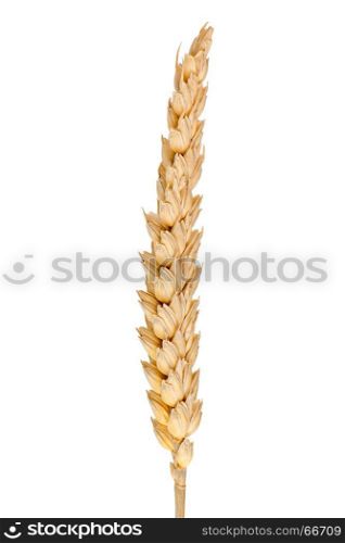wheat ear isolated on white background.