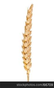 wheat ear isolated on white background.