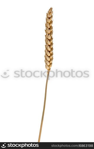 wheat ear isolated on white background.